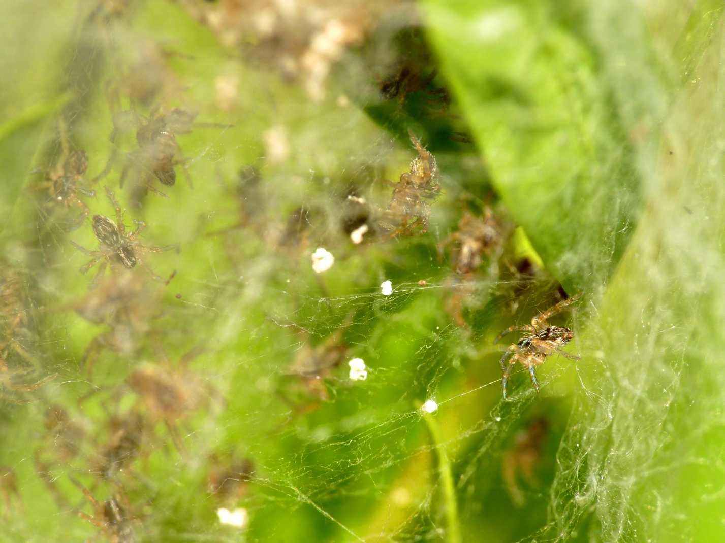 Pisaura mirabilis con nursery